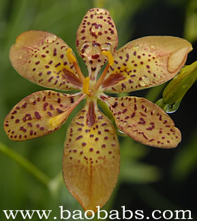 Belamcanda chinensis